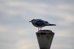 Foxographics - Fotografie, Design, Ästhetik | Portfolio Foxographics - Fotografie, Design, Ästhetik | Portfolio