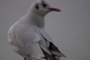 Foxographics - Fotografie, Design, Ästhetik | Portfolio Foxographics - Fotografie, Design, Ästhetik | Portfolio