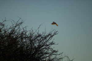 Foxographics - Fotografie, Design, Ästhetik | Portfolio Foxographics - Fotografie, Design, Ästhetik | Portfolio