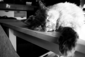 Foxographics - Fotografie, Design, Ästhetik | Portfolio Foxographics - Fotografie, Design, Ästhetik | Portfolio