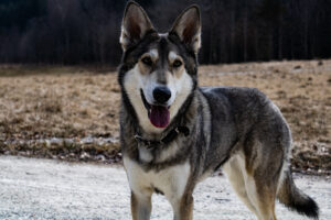 Foxographics - Fotografie, Design, Ästhetik | Portfolio Foxographics - Fotografie, Design, Ästhetik | Portfolio