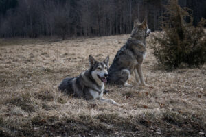 Foxographics - Fotografie, Design, Ästhetik | Portfolio Foxographics - Fotografie, Design, Ästhetik | Portfolio