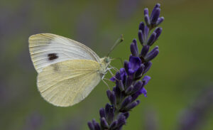 Foxographics - Fotografie, Design, Ästhetik | Portfolio Foxographics - Fotografie, Design, Ästhetik | Portfolio