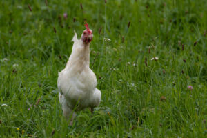 Foxographics - Fotografie, Design, Ästhetik | Portfolio Foxographics - Fotografie, Design, Ästhetik | Portfolio