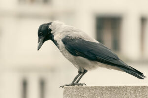 Foxographics - Fotografie, Design, Ästhetik | Portfolio Foxographics - Fotografie, Design, Ästhetik | Portfolio