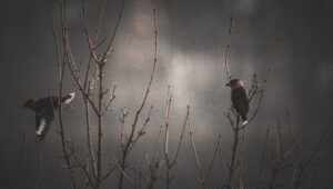 Foxographics - Fotografie, Design, Ästhetik | Portfolio Foxographics - Fotografie, Design, Ästhetik | Portfolio