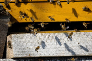 Foxographics - Fotografie, Design, Ästhetik | Portfolio Foxographics - Fotografie, Design, Ästhetik | Portfolio