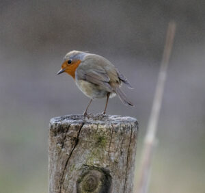 Foxographics - Fotografie, Design, Ästhetik | Portfolio Foxographics - Fotografie, Design, Ästhetik | Portfolio