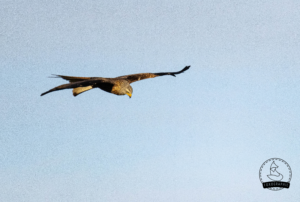 Foxographics - Fotografie, Design, Ästhetik | Portfolio Foxographics - Fotografie, Design, Ästhetik | Portfolio