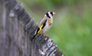 Foxographics - Fotografie, Design, Ästhetik | Portfolio Foxographics - Fotografie, Design, Ästhetik | Portfolio