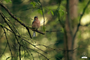 Foxographics - Fotografie, Design, Ästhetik | Portfolio Foxographics - Fotografie, Design, Ästhetik | Portfolio