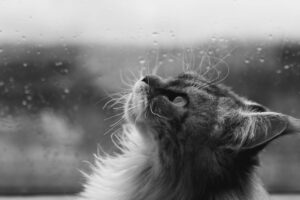 Foxographics - Fotografie, Design, Ästhetik | Portfolio Foxographics - Fotografie, Design, Ästhetik | Portfolio