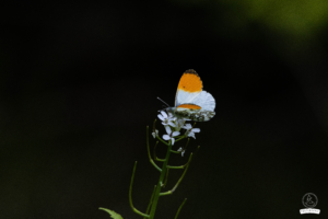 Foxographics - Fotografie, Design, Ästhetik | Portfolio Foxographics - Fotografie, Design, Ästhetik | Portfolio