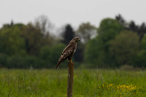 Foxographics - Fotografie, Design, Ästhetik | Portfolio Foxographics - Fotografie, Design, Ästhetik | Portfolio