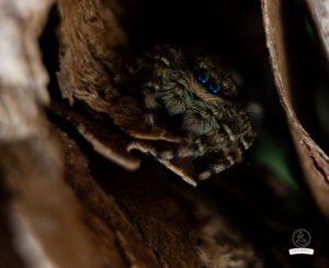 Foxographics - Fotografie, Design, Ästhetik | Portfolio Foxographics - Fotografie, Design, Ästhetik | Portfolio