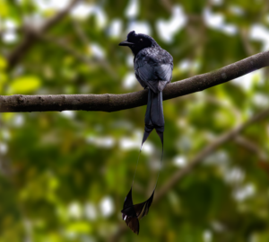 Foxographics - Fotografie, Design, Ästhetik | Portfolio Foxographics - Fotografie, Design, Ästhetik | Portfolio