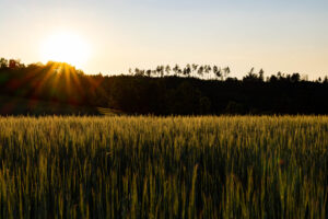 Foxographics - Fotografie, Design, Ästhetik | Portfolio Foxographics - Fotografie, Design, Ästhetik | Portfolio