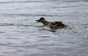 Foxographics - Fotografie, Design, Ästhetik | Portfolio Foxographics - Fotografie, Design, Ästhetik | Portfolio