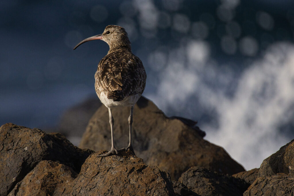 Foxographics - Fotografie, Design, Ästhetik | Portfolio – Copy Foxographics - Fotografie, Design, Ästhetik|Portfolio – Copy