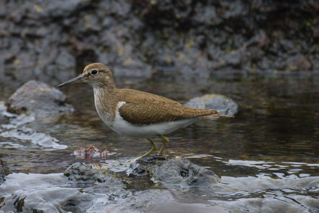 Foxographics - Fotografie, Design, Ästhetik | Portfolio – Copy Foxographics - Fotografie, Design, Ästhetik|Portfolio – Copy