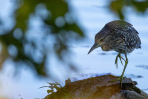 Foxographics - Fotografie, Design, Ästhetik | Portfolio Foxographics - Fotografie, Design, Ästhetik | Portfolio