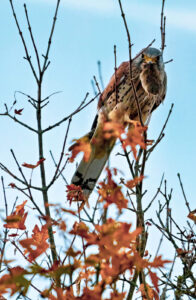 Foxographics - Fotografie, Design, Ästhetik | Portfolio