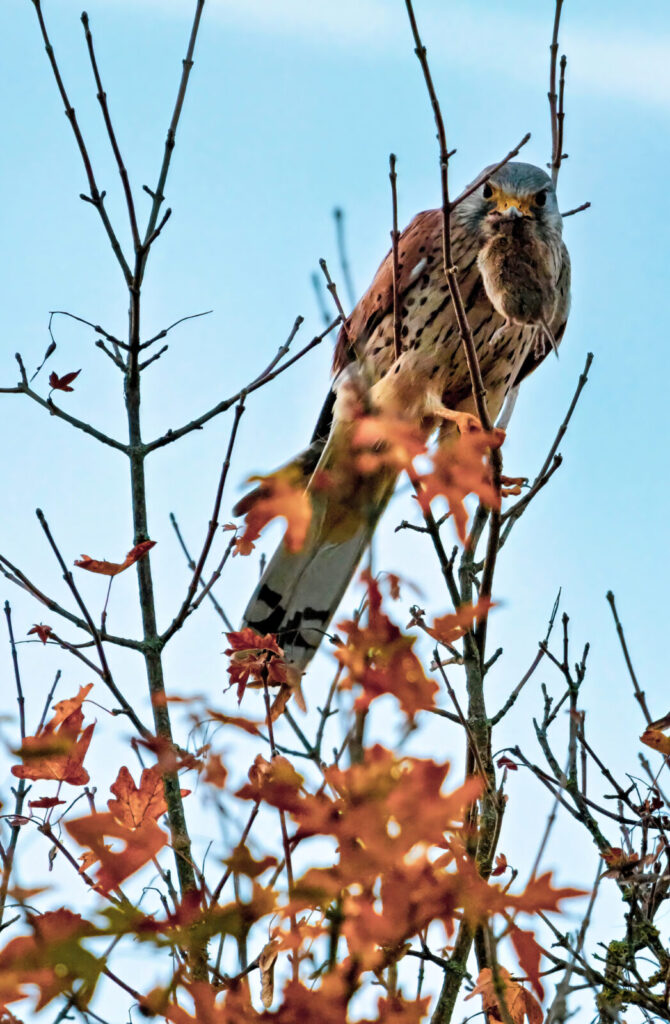 Foxographics - Fotografie, Design, Ästhetik | Portfolio – Copy Foxographics - Fotografie, Design, Ästhetik|Portfolio – Copy