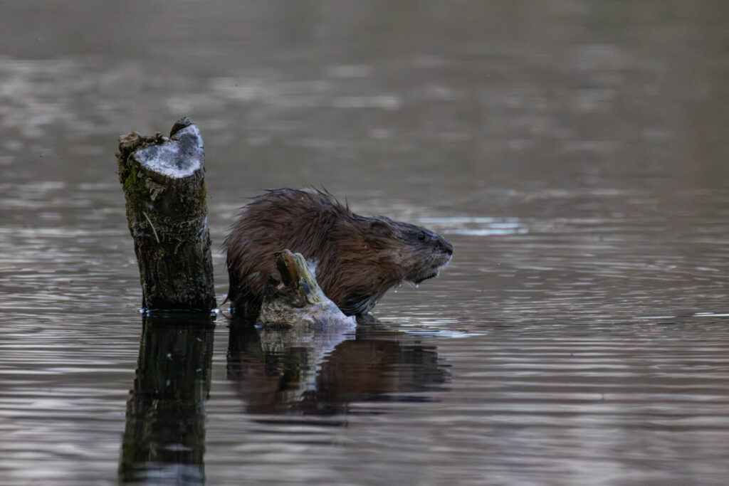 Foxographics - Fotografie, Design, Ästhetik | Portfolio – Copy Foxographics - Fotografie, Design, Ästhetik|Portfolio – Copy