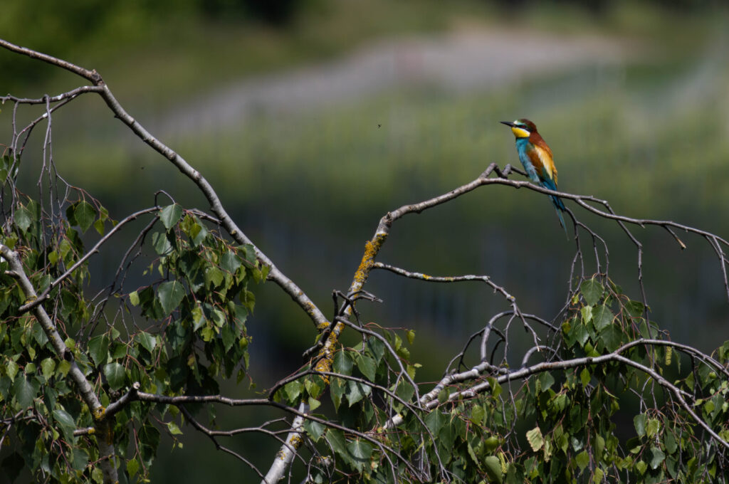 Foxographics - Fotografie, Design, Ästhetik | Portfolio – Copy Foxographics - Fotografie, Design, Ästhetik|Portfolio – Copy