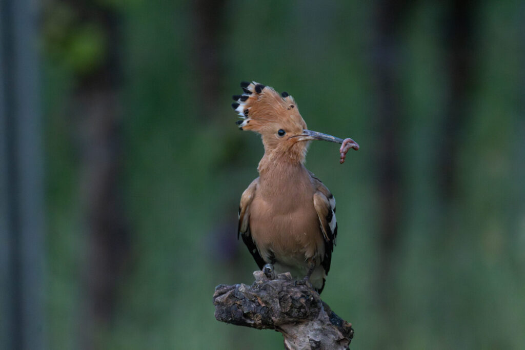 Foxographics - Fotografie, Design, Ästhetik | Portfolio – Copy Foxographics - Fotografie, Design, Ästhetik|Portfolio – Copy