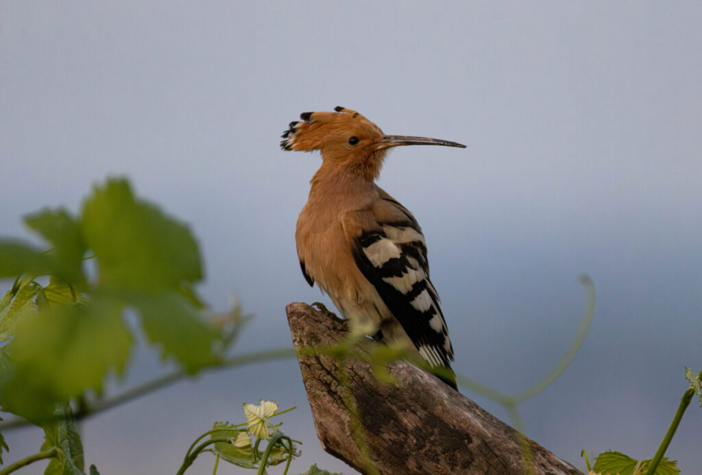 Foxographics - Fotografie, Design, Ästhetik | Portfolio – Copy Foxographics - Fotografie, Design, Ästhetik|Portfolio – Copy