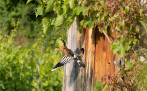 Foxographics - Fotografie, Design, Ästhetik | Portfolio Foxographics - Fotografie, Design, Ästhetik | Portfolio