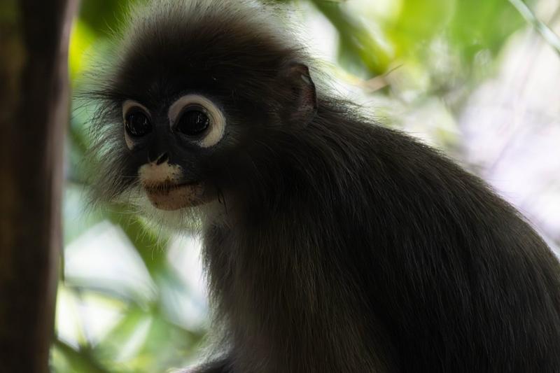 Südlicher Brillenlangur Thailand 2025