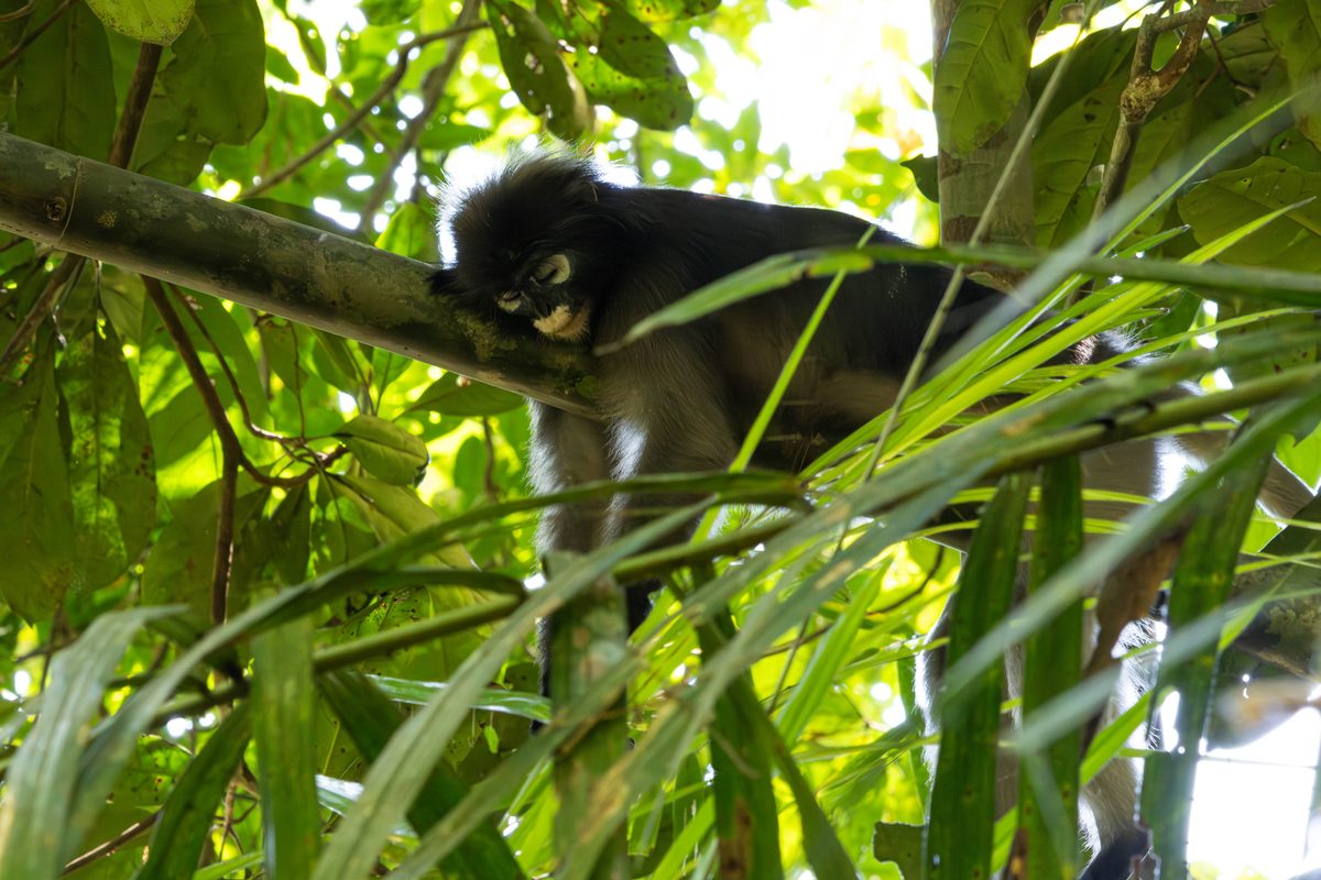Südlicher Brillenlangur Thailand 2025