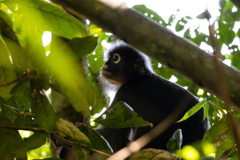 Südlicher Brillenlangur Thailand 2025
