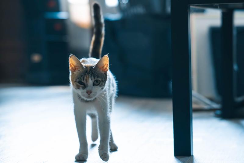 Mia
