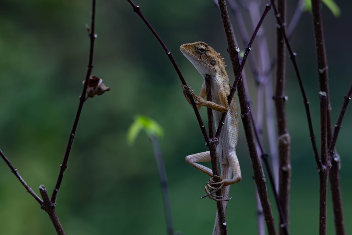 Orientalische Gartenagame Thailand 2025