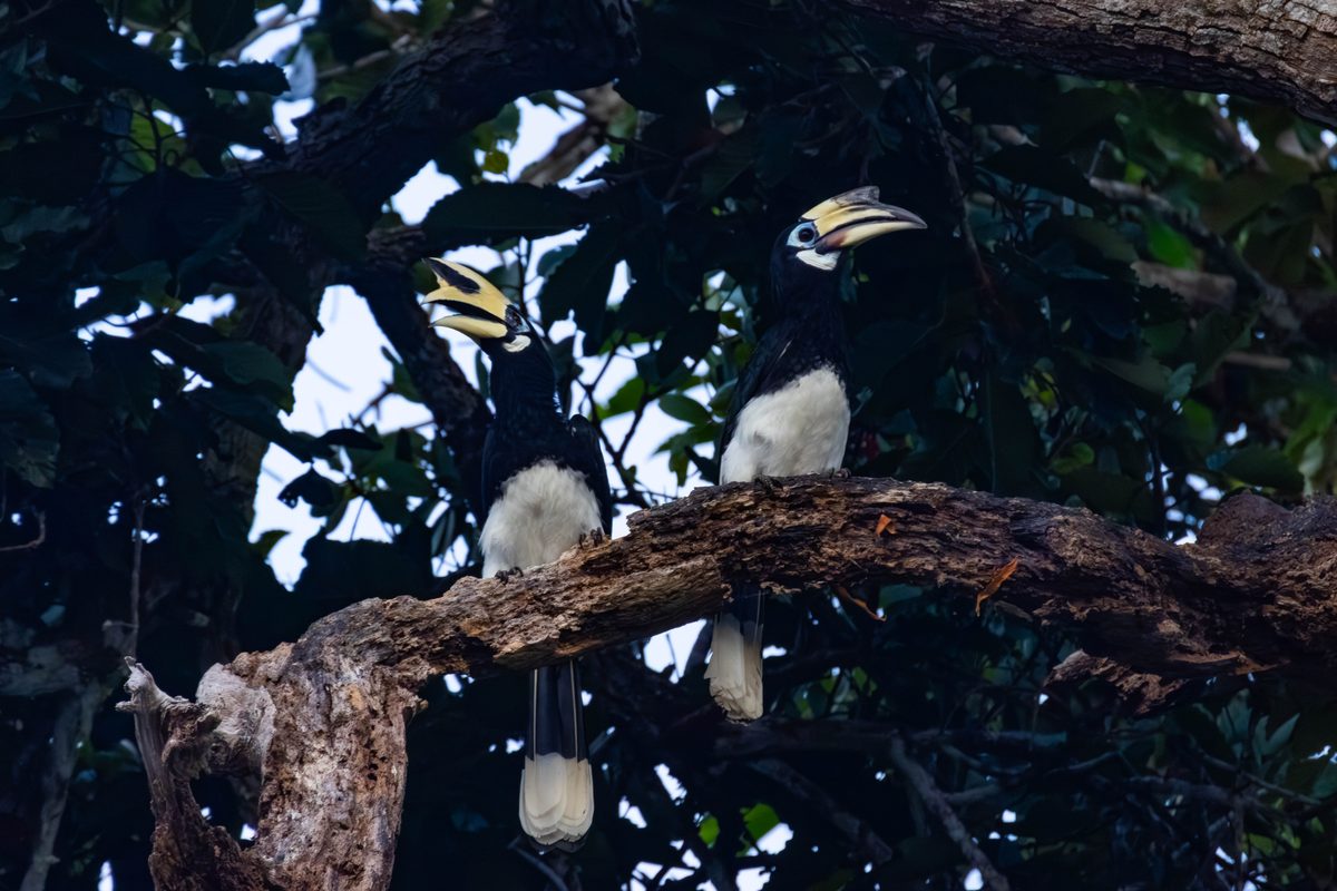 Orienthornvogel Thailand 2025