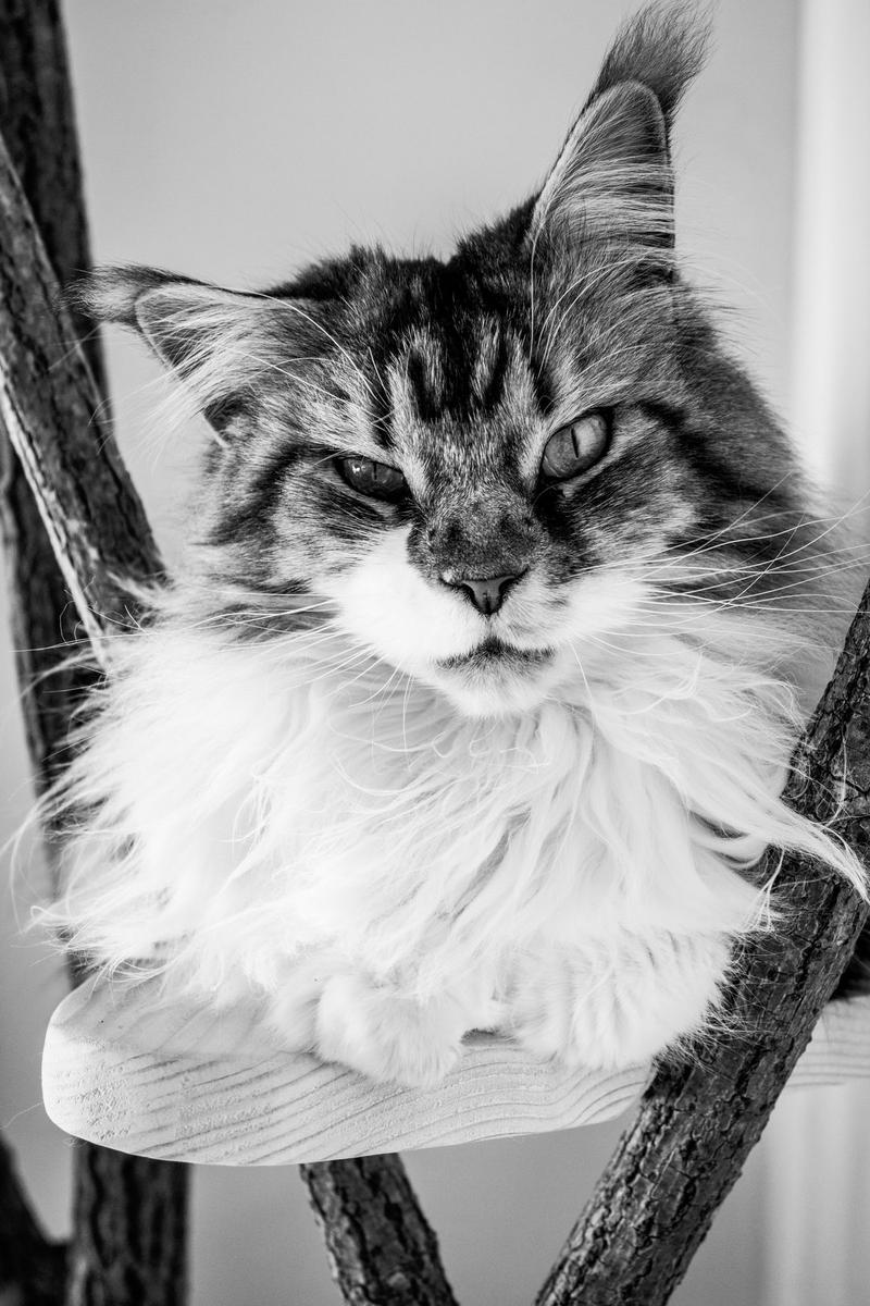 Nala